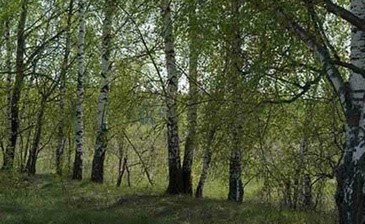 Коттеджный поселок «Голландская деревня» фото