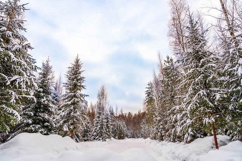 Коттеджный поселок «Shelkovo Forest» фото